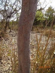Philenoptera laxiflora