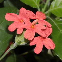 Crossandra