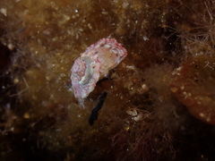 Bellastraea squamifera