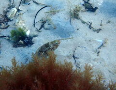 Notolabrus parilus
