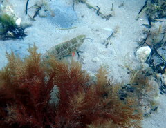 Notolabrus parilus