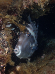 Eubalichthys mosaicus