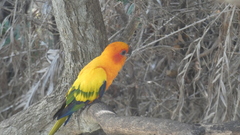 Aratinga solstitialis