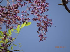 Philenoptera laxiflora