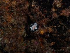 Maritigrella fuscopunctata