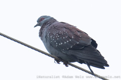Columba guinea phaeonota