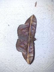 Hemeroblemma ochrolinea