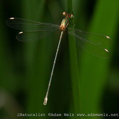 Lestes virgatus