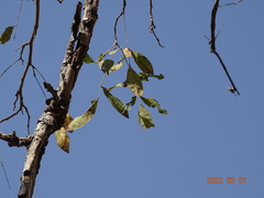 Philenoptera laxiflora