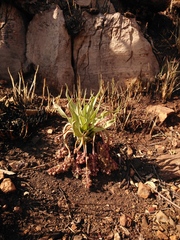 Ledebouria marginata