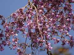 Philenoptera laxiflora