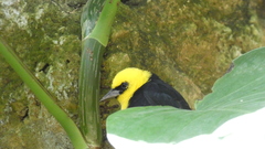 Chrysomus icterocephalus