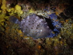 Eubalichthys mosaicus