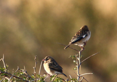 Euplectes albonotatus