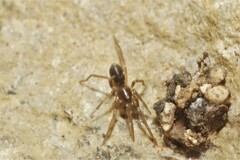 Phrurolithus