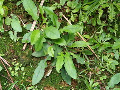 Ixeridium laevigatum