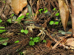 Geothelphusa dehaani