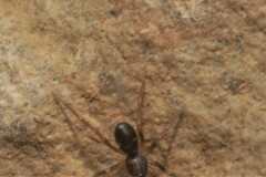 Phrurolithus