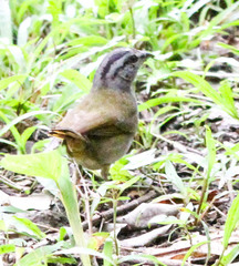 Arremonops chloronotus