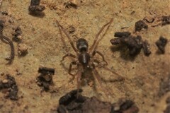 Phrurolithus