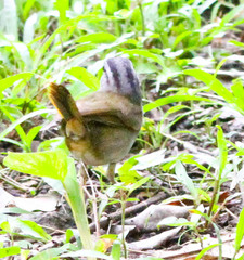 Arremonops chloronotus