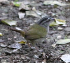 Arremonops chloronotus