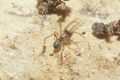 Phrurolithus