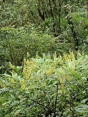 Cephalantheropsis obcordata
