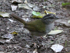 Arremonops chloronotus