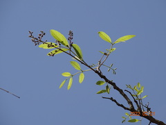 Philenoptera laxiflora