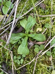 Valerianella