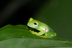 Cochranella granulosa