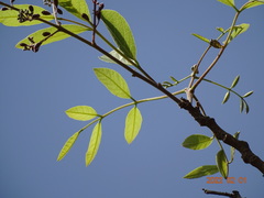 Philenoptera laxiflora