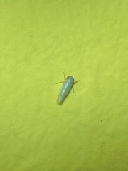 Cicadellidae
