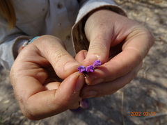 Philenoptera laxiflora