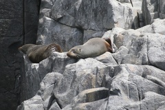 Arctocephalus forsteri