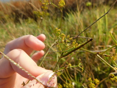 Phaiogramma etruscaria