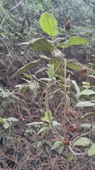 Cistus symphytifolius