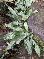 Leptochilus wrightii