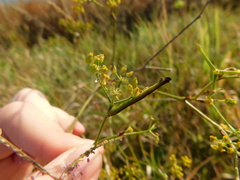 Phaiogramma etruscaria