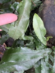 Leptochilus wrightii