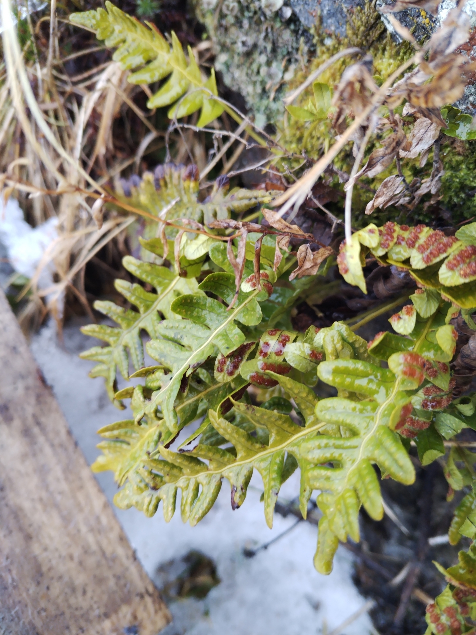 Polypodium vulgare L.