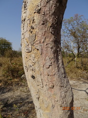 Philenoptera laxiflora