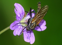 Empis tessellata