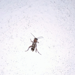 Xylotrechus smei