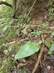 Liparis cordifolia