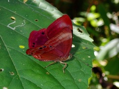 Abisara