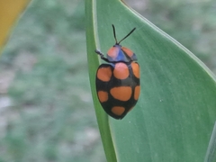 Botanochara octoplagiata