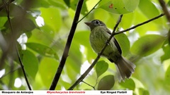 Rhynchocyclus brevirostris