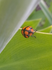 Botanochara octoplagiata